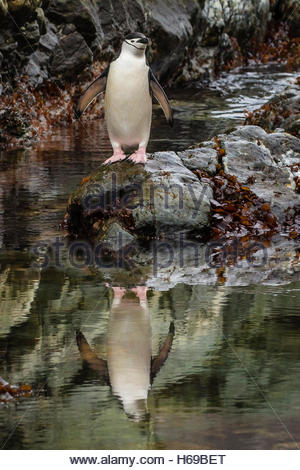 Ein Kinnriemen Pinguin steht vor Wasser im Cape Valentine auf Elephant Island in der Antarktis. Stockfoto