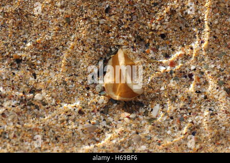 Kiesel auf Sand in einen flachen Pool mit kristallklarem Wasser mit Sonnenlicht Stockfoto