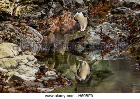 Ein Kinnriemen Pinguin steht vor Wasser im Cape Valentine auf Elephant Island in der Antarktis. Stockfoto