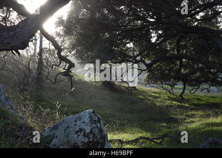 Märchen Land mit uralten Bäumen im Tal mit Hintergrundbeleuchtung, hoher Kontrast Stockfoto