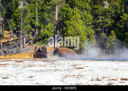 Zwei Bison entspannend durch etwas Dampf in der Nähe von Fountain Paint Pot im Yellowstone National Park Stockfoto