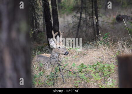 Young buck in samt genießen einen sonnigen Urlaub Stockfoto