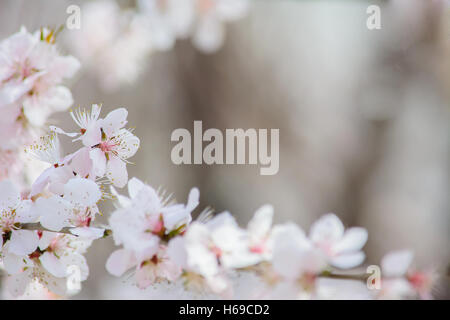 Nahaufnahme von weißem Pfirsich Blüte Blume mit Hintergrund Unschärfe, Tiefenschärfe. Natürliche Begriff, natürlichen Hintergrund. Stockfoto