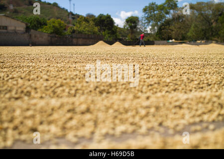 Trocknen von Kaffeebohnen auf dem Boden, mit dem Hintergrund der Berge, ein verschwommenes Arbeiter. Stockfoto