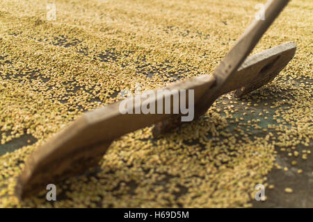 Trocknen von Kaffeebohnen auf dem Boden mit diagonalen Marken links durch einen Rechen und verschwommen im Vordergrund. Stockfoto