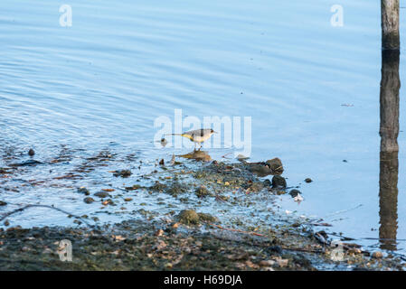 Eine Futtersuche grau Bachstelze Stockfoto