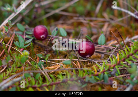 Nahaufnahme Foto von Preiselbeeren wächst in den Sumpf in Moos in Vororten, Herbst Stockfoto