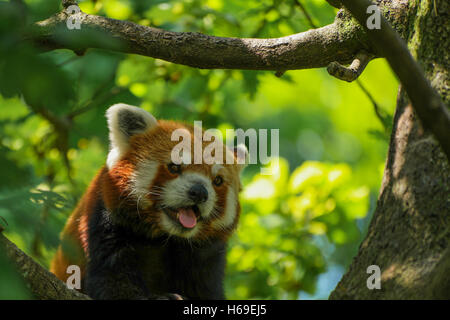 Ein roter Panda in einem Baum sitzen und keuchend mit seiner Zunge heraus Stockfoto