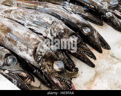 Schwarzer Degenfisch steht zum Verkauf in der Markthalle von Funchal auf der portugiesischen Insel Madeira Stockfoto