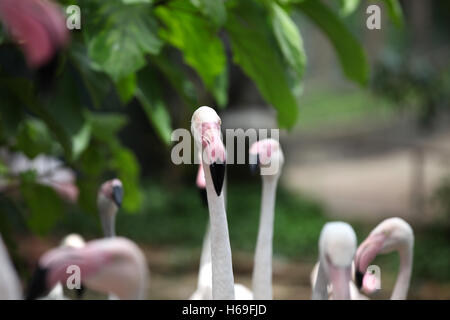 Rosa Flamingo mit einem anmutigen Hals, Thailand, Südostasien Stockfoto