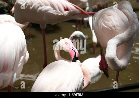Rosa Flamingo mit einem anmutigen Hals, Thailand, Südostasien Stockfoto