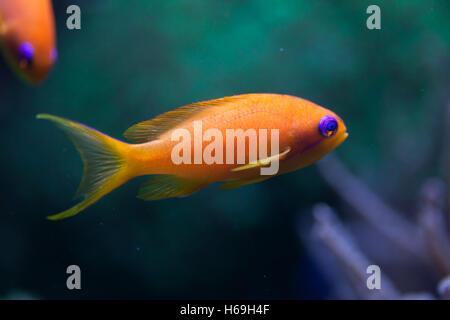 Meer Goldie (Pseudanthias Squamipinnis), auch bekannt als die Lyretail Anthias. Tierwelt Tier. Stockfoto