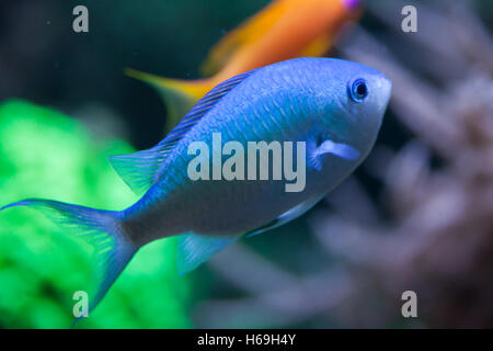 Grüne Chromis (Chromis Viridis), auch bekannt als die blaue grüne Riffbarsche. Tierwelt Tier. Stockfoto