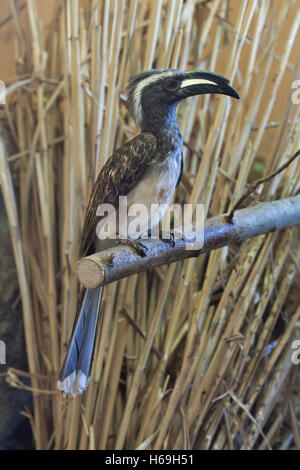 Afrikanische Grau Toko (Tockus Nasutus). Tierwelt Tier. Stockfoto