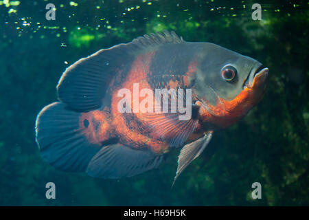 Oscar (Astronotus Ocellatus) Fisch. Tierwelt Tier. Stockfoto