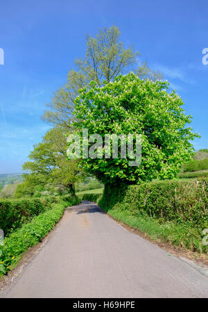 Schmale Landstraße Querneigung von Bäumen und Hecken in Hewelsfield in der Nähe von Wald des Dekans, Gloucestershire England UK Frühling Stockfoto