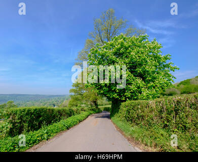 Schmale Landstraße Querneigung von Bäumen und Hecken in Hewelsfield in der Nähe von Wald des Dekans, Gloucestershire England UK Frühling Stockfoto