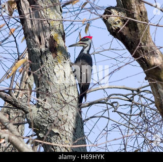 Helmspecht, Dryocopus Pileatus auf der Suche nach Insekten im toten Baum Stockfoto