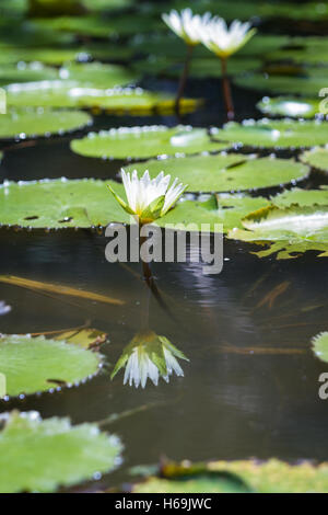 Seerosen mit schönen weißen Blüten auf einem Teich in tropischen Costa Rica Stockfoto