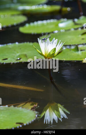 Seerosen mit schönen weißen Blüten auf einem Teich in tropischen Costa Rica Stockfoto
