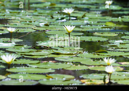 Seerosen mit schönen weißen Blüten auf einem Teich in tropischen Costa Rica Stockfoto