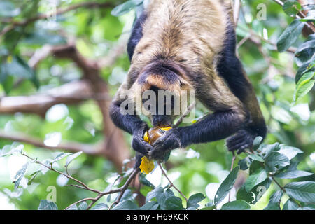 Klammeraffe hängen von einem Baum sein Schwanz, wie er eine Reife Mango isst Stockfoto