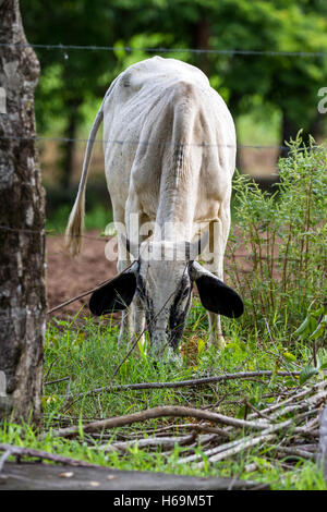 junge Kuh Essen Rasen neben einem Zaun in eine große Farm in der Pazifikküste von Costa Rica Stockfoto