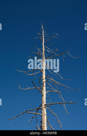 United States of America, USA, Wyoming, WY, Yellowstone-Nationalpark, Fountain Paint Pots Trail, Celestine Pool, toter Baum Stockfoto