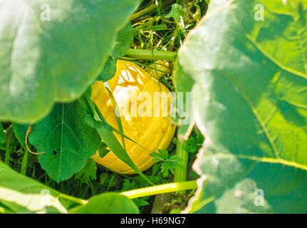 Kürbis an sonnigen Sommertag im Garten wächst Stockfoto