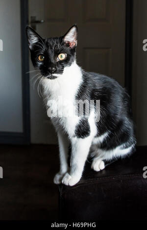 Eine junge schwarze & weiße Katze Stockfoto