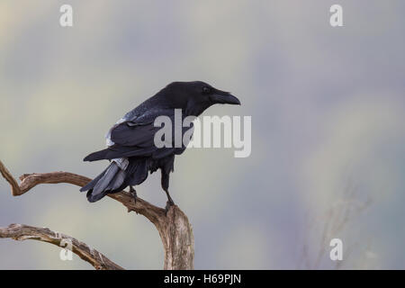 Kolkrabe Corvus Corax, gemeinsame Raven Stockfoto