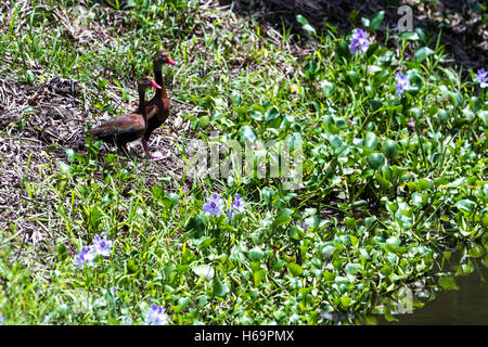 paar Enten in der Nähe von einem Teich mit Lilien und andere grüne Vegetation in Costa Rica Stockfoto