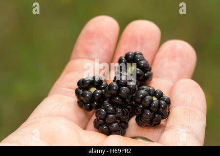 Frisch gepflückt wilde Brombeeren in der hand Stockfoto