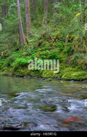 USA, Oregon, Willamette National Forest, South Fork Breitenbush River und üppigen alten Wald im Frühjahr. Stockfoto