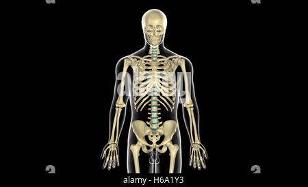 3D Rendering des menschlichen Körpers Skelett Anatomie System Stockfoto