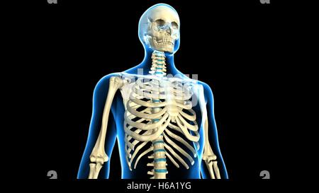 3D Rendering des menschlichen Körpers Skelett Anatomie System Stockfoto
