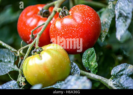 Reife natürliche Tomaten wachsen auf einem Ast in einem Gewächshaus. Geringe Schärfentiefe Stockfoto