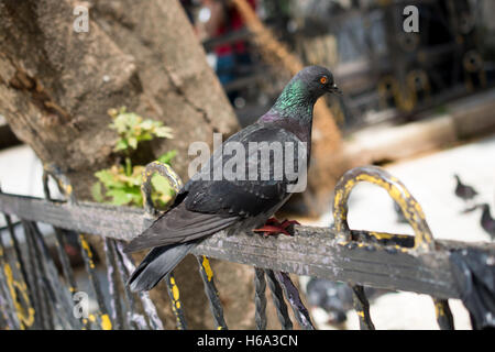 Einsamer Vogel lebt in der Natur Stockfoto