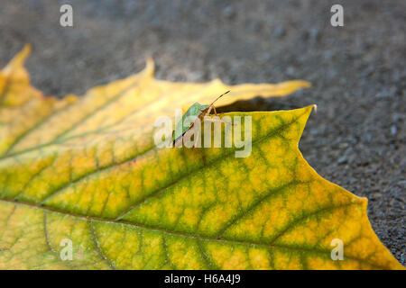 Nahaufnahme von einem grünen Schild Bug oder Stink Bug auf Herbst Ahornblatt. Grüne und gelbe Ahornblatt als Symbol auf dunklen Herbst Stockfoto