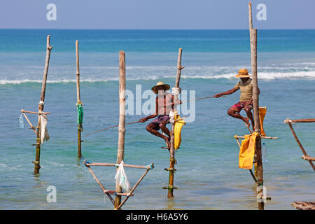 Fischer sitzen auf ihren Stelzen warten Fischschwarm, die ihre Stelzen im seichten Wasser passieren Sril Lanka Stockfoto