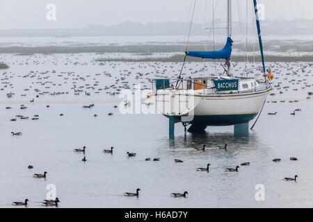 Morgendämmerung am alten Leigh mit Hunderten von Ringelgänse und einer Yacht Stockfoto