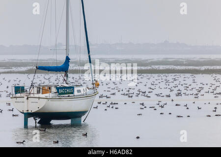 Morgendämmerung am alten Leigh mit Hunderten von Ringelgänse und einer Yacht Stockfoto