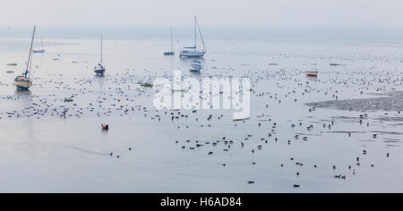 Yachten und Ringelgänse als Flut steigt über Wattwanderungen an alten Leigh Stockfoto