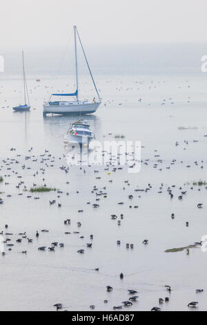 Yachten und Ringelgänse als Flut steigt über Wattwanderungen an alten Leigh Stockfoto