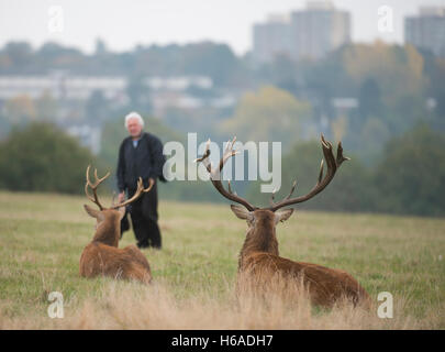 Richmond Park, London, UK. 26. Oktober 2016. Ruhenden rote Hirsche beobachten Weitergabe Fotograf an einem grauen Herbstmorgen. Bildnachweis: Malcolm Park Leitartikel/Alamy Live-Nachrichten Stockfoto