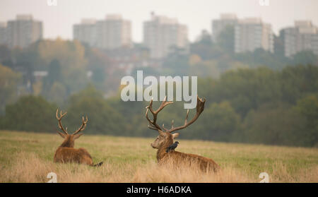 Richmond Park, London, UK. 26. Oktober 2016. Rotwild-Hirsch auf einem grauen Herbstmorgen ruht wird gereinigt durch eine Krähe, Alton Immobilien in Roehampton Häuser bilden eine Kulisse. Bildnachweis: Malcolm Park Leitartikel/Alamy Live-Nachrichten Stockfoto