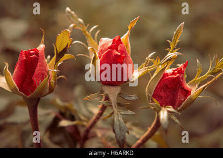 Drei Rose Knospen im Garten vor natürlichen Hintergrund im Herbst Stockfoto