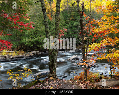 Schöne Herbst Naturkulisse des Habichtsbitterkraut Stromschnellen. Algonquin, Muskoka, Ontario, Kanada. Stockfoto