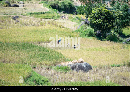 Reisfeld im Norden Toraja, Indonesien. Stockfoto