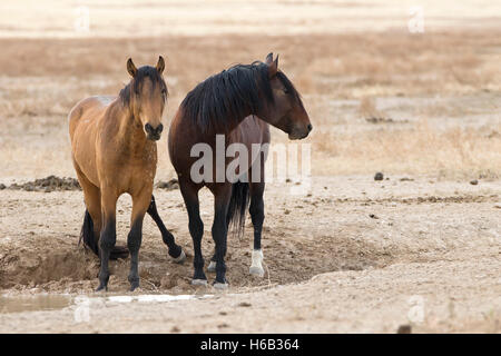 wilde Pferde an einem Wasserloch Stockfoto